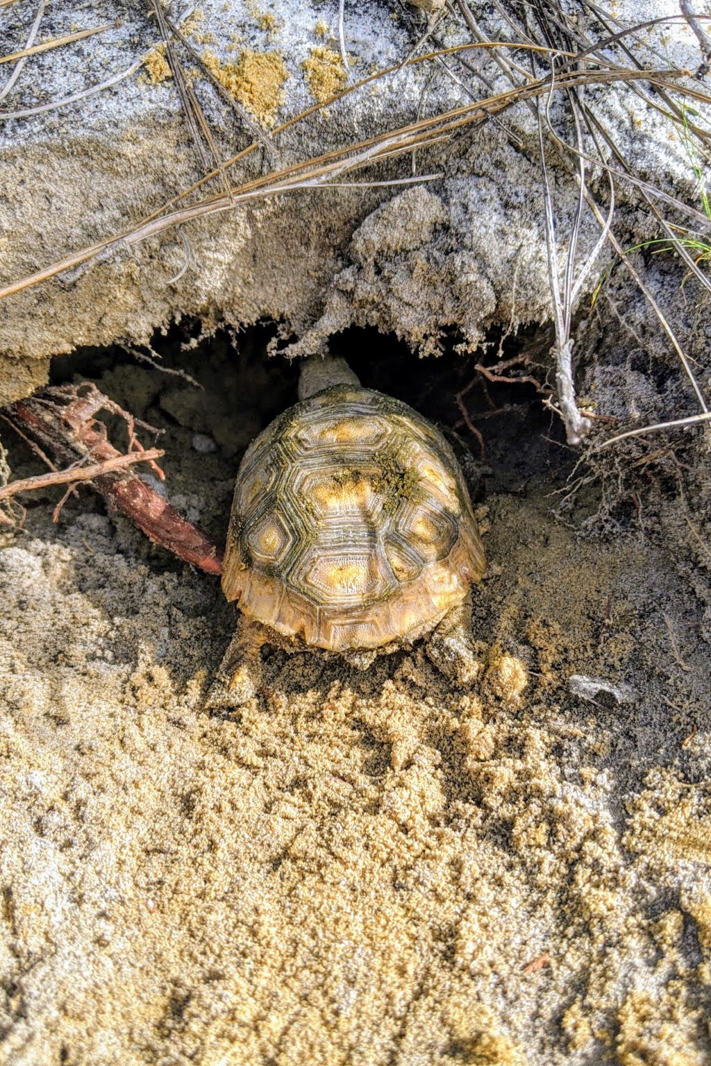 headstart release tortoise
