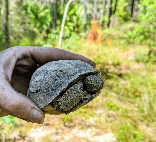 tortoise in hand