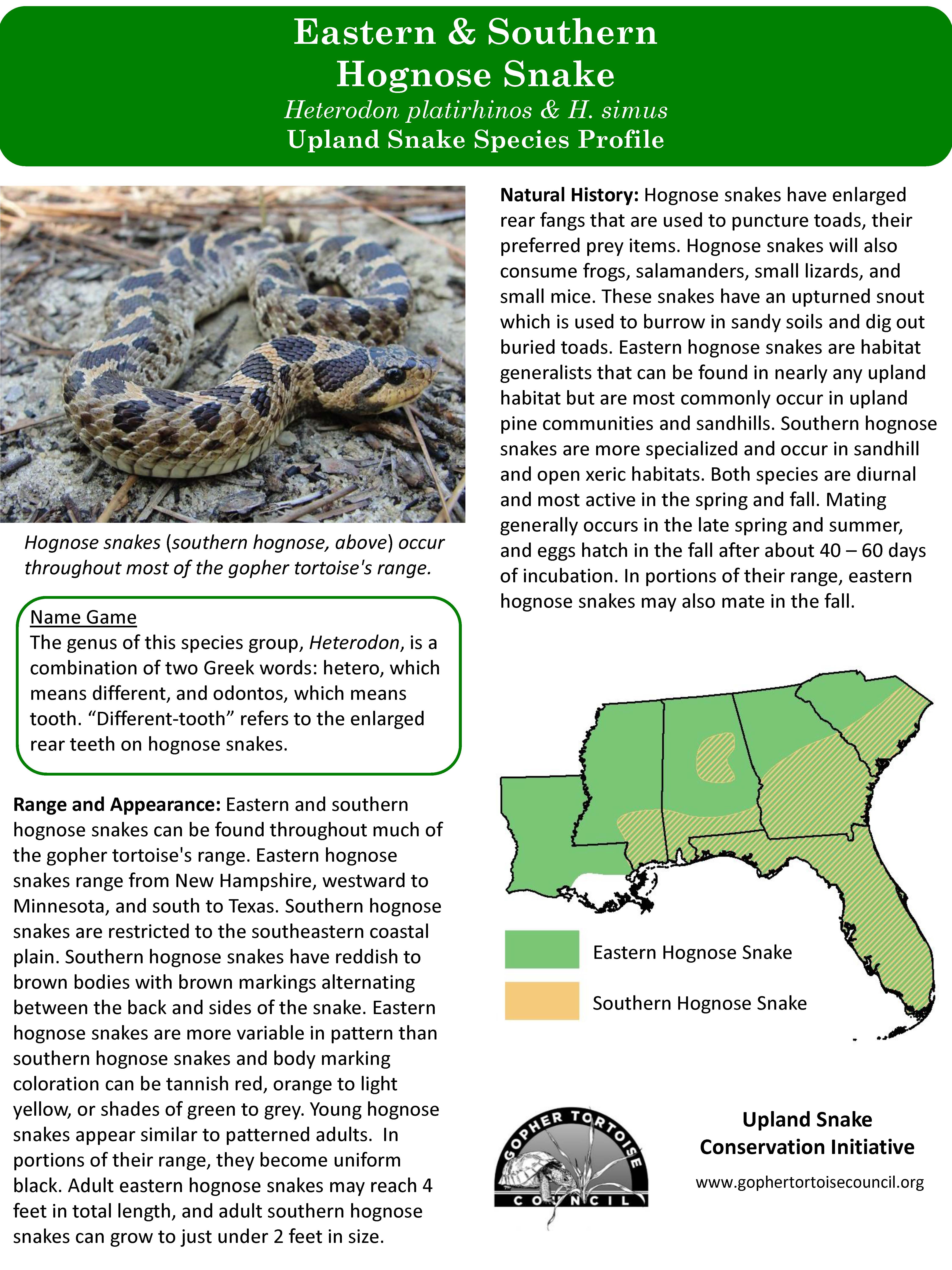 Species Profile: Eastern Hognose Snake (Heterodon platirhinos